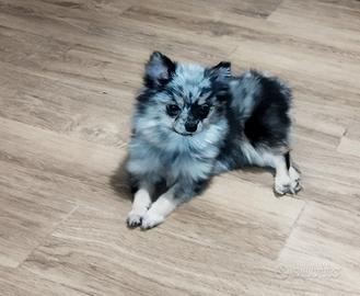 Pomerania spitz nano silver merle 