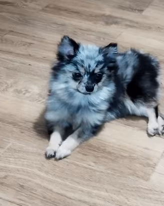 Pomerania spitz nano silver merle 