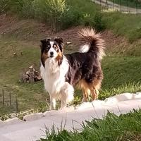 Cane pastore australiano maschio