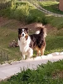 Cane pastore australiano maschio