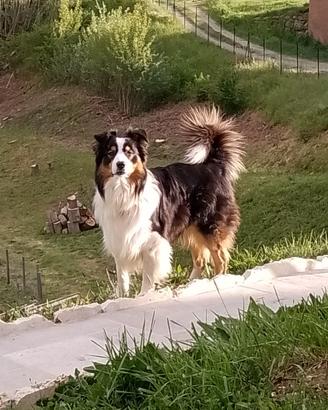Cane pastore australiano maschio