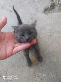 3 cuccioli di certosino