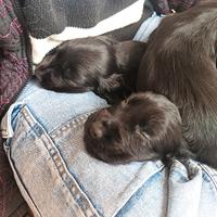 Cuccioli cocker neri