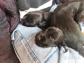 Cuccioli cocker neri