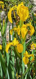 risoma di iris acquatico giallo