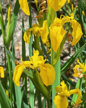 risoma di iris acquatico giallo