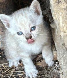 Cuccioli gattini siamesi
