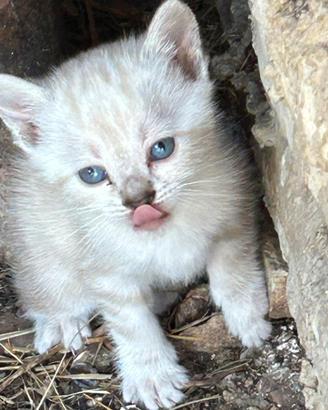 Cuccioli gattini siamesi