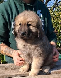 Cuccioli di Pastore della Sila