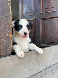 Cuccioli dí border collie