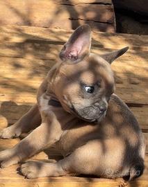 Bulldog francese