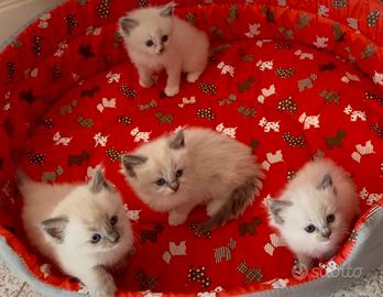 Cuccioli RAGDOLL # Gattini femmine e maschi