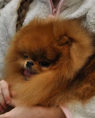 ACCOPPIAMENTO spitz pomerania volpino TOY orange