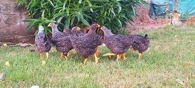 Ovaiole barred rock allevati a terra