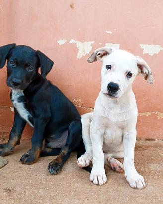 Milo e Ricky cuccioli in adozione