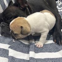 Cuccioli di bulldog francese
