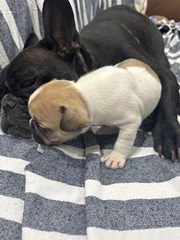 Cuccioli di bulldog francese
