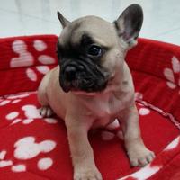 Bulldog francese cuccioli