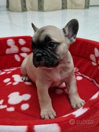 Bulldog francese cuccioli