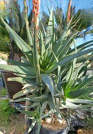 Pianta di Aloe Arborescens in vaso 28