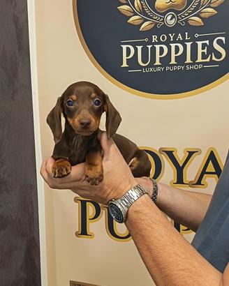 Bassotto Choco-tan Kaninchen subito pronto