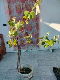 pianta di uva fragola nera