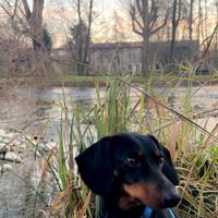 Bassotto nano disponibile per accoppiamento