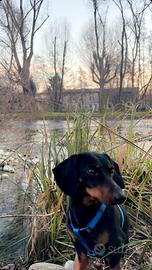 Bassotto nano disponibile per accoppiamento