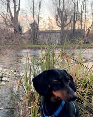 Bassotto nano disponibile per accoppiamento