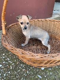 Cucciolo di Pinscher