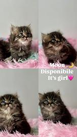 Cucciolo di Persiano Doll Face