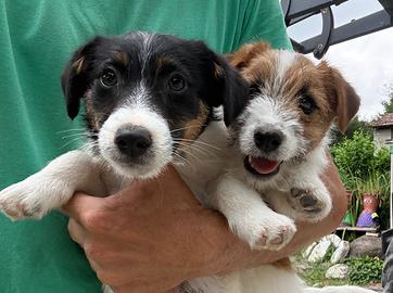 Jack russell cuccioli maschi