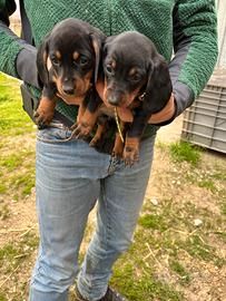 Cuccioli di Bassotto Nano