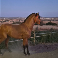 Cavallo andaluso