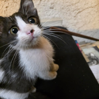Cucciola gattina bianca e nera di 2 mesi