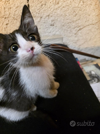 Cucciola gattina bianca e nera di 2 mesi