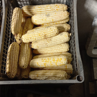 Pannocchie pe conigli