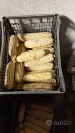 Pannocchie pe conigli