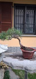 bonsai