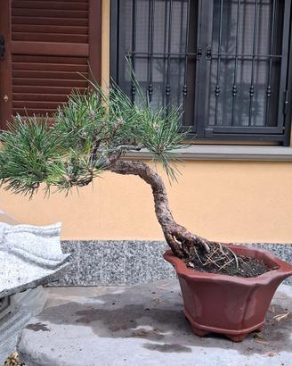 bonsai