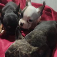 Bulldog francese