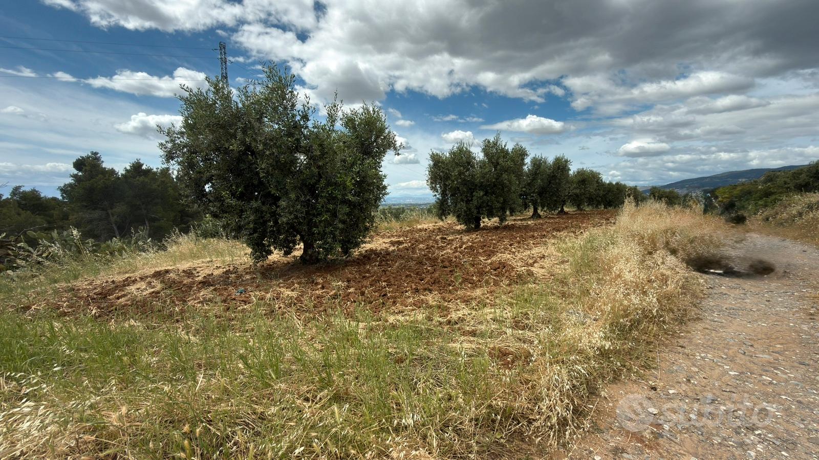 Terreno agricolo uliveto mq 4400circa - Vista 5
