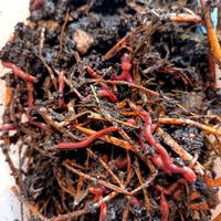 
50 Lombrichi rossi californiani/Eisenia fe