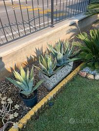 Agave Gialla e Verde