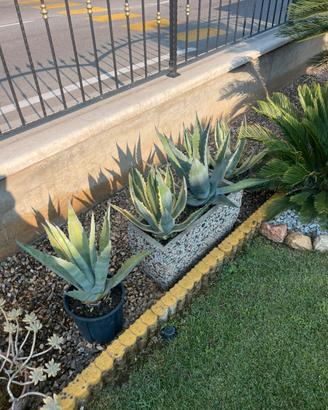Agave Gialla e Verde
