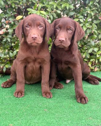 Labrador pedigree
