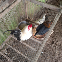 Coppia di galline nane