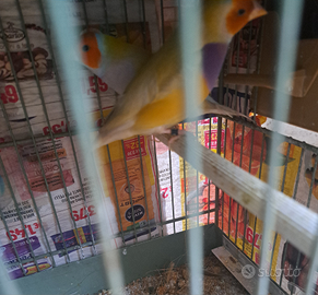 Coppia diamanti di gould