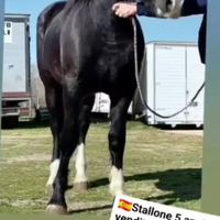 Cavallo incrocio spagnolo