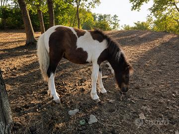 Puledro Pony Shetland